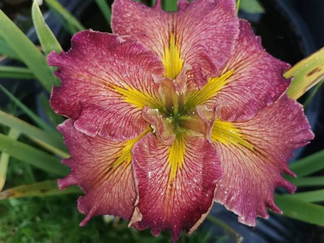 Iris louisiana 'Eastman Winds'