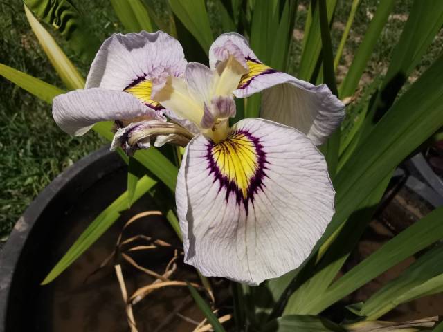 Iris pseudata 'Yukiyanagi'