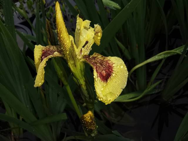 Iris pseudacorus 'Kelis Choice'