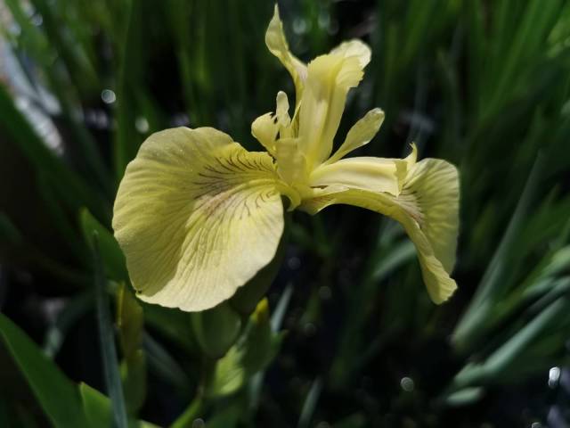 Iris pseudacorus 'Bastardii'