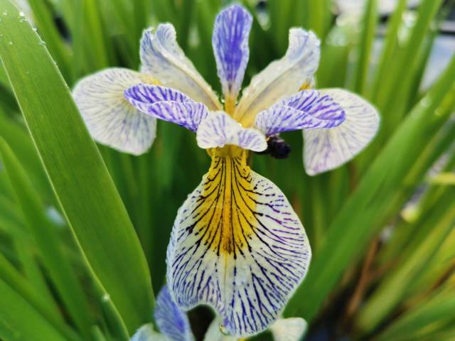 Iris 'Roy's Repeater'