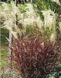 Miscanthus sinensis 'Dronning Ingrid' 2 litres