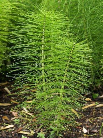 Equisetum arvense