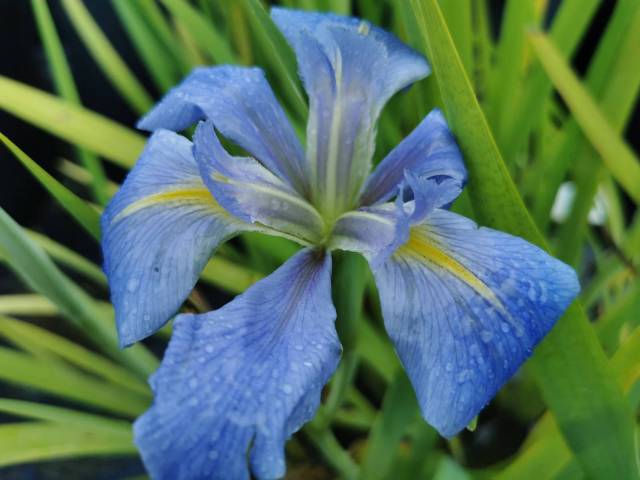 Iris louisiana 'Sea Wisp'