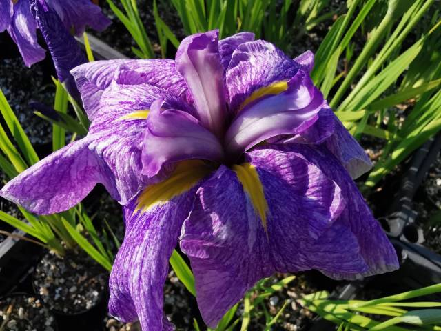 Iris ensata 'Dainagon' 1 litre