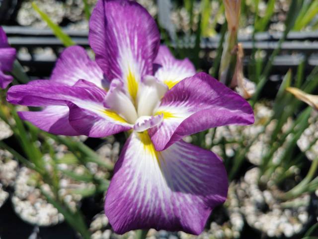 Iris ensata 'Illumination' 1 litre