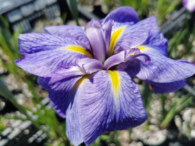 Iris ensata 'Mme Bigot' 1 litre