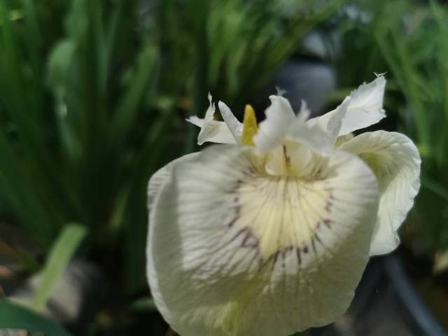 Iris pseudacorus 'Alba'