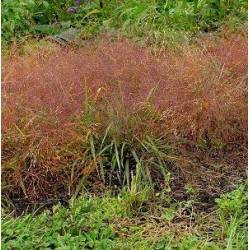 Eragrostis spectabilis 2 litres