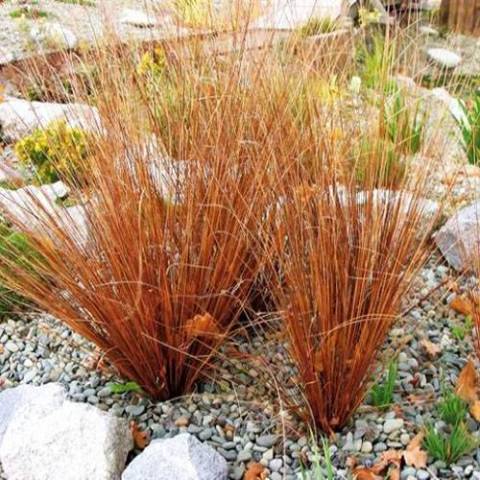 Carex buchanani 'Firefox'