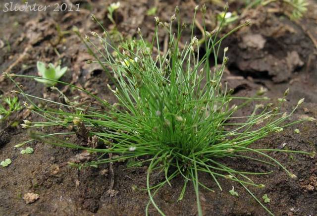 Eleocharis acicularis