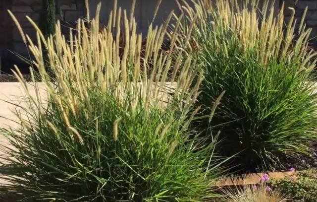 Pennisetum 'Fairy Tails 2 litres