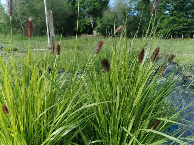 Pennisetum massaicum 'Red Button' 2 Litres