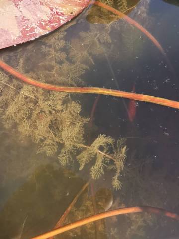 Utricularia vulgaris