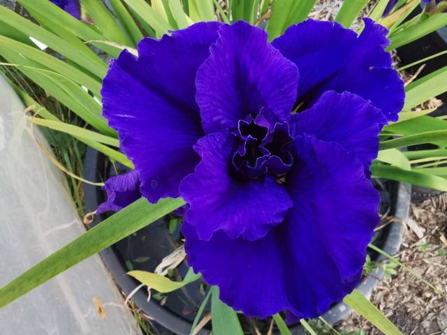 Iris louisiana 'Beale Street'