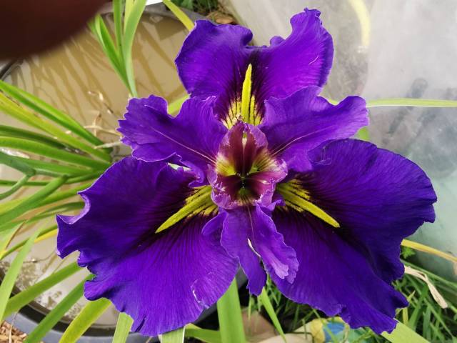 Iris louisiana 'Undercover'