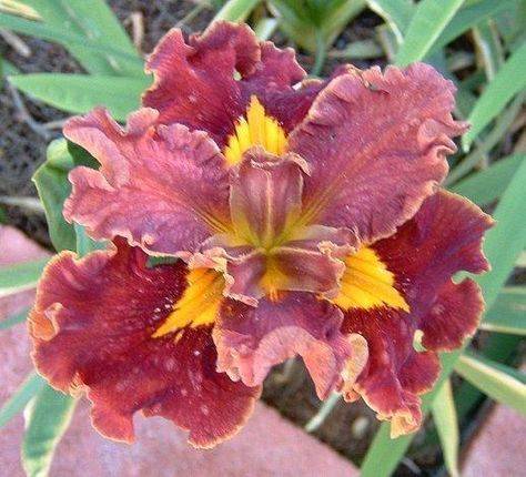 Iris louisiana 'Hail Mary'