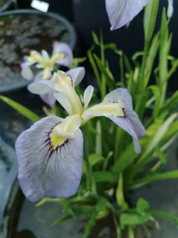 Iris pseudata 'Tsukiyono'