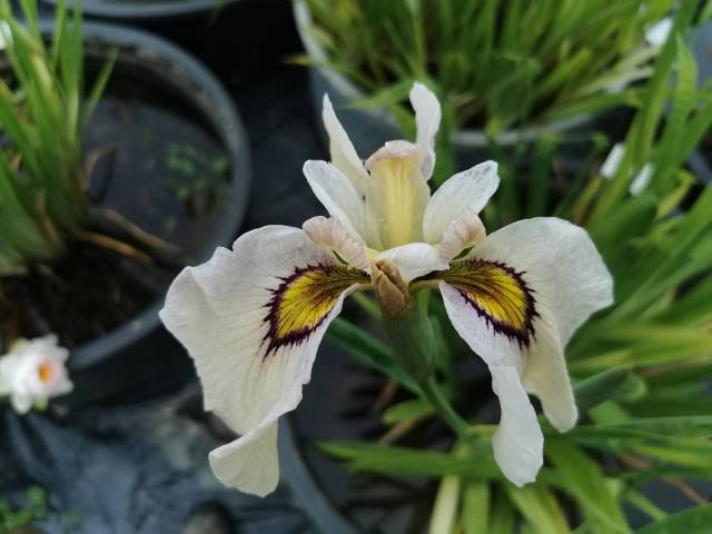 Iris pseudata 'Okagami'