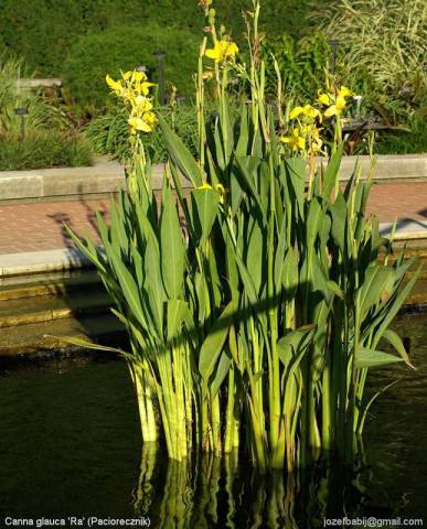 Canna glauca 'Ra' racines nues