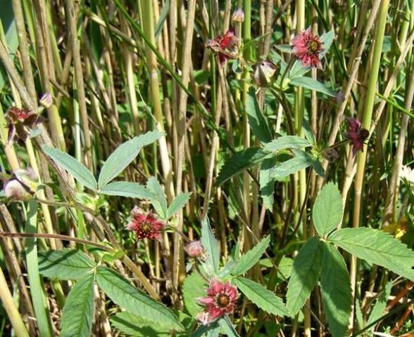 Comarum palustre