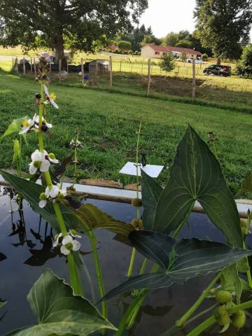 Sagittaria australis 'Benni'