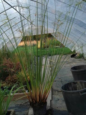 Cyperus giganteus 2 litres