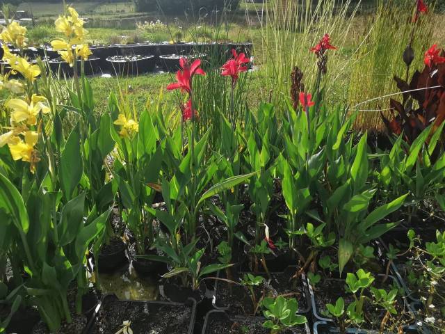 Canna glauca 'Endeavour' racines nues