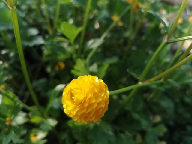 Ranunculus acris 'Flore Pleno'