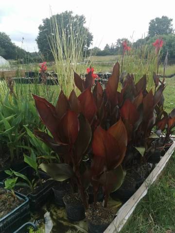 Canna 'Australia' racines nues