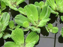 Pistia stratiotes