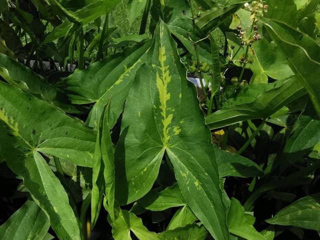 Sagittaria sagittifolia 'Yellow River'