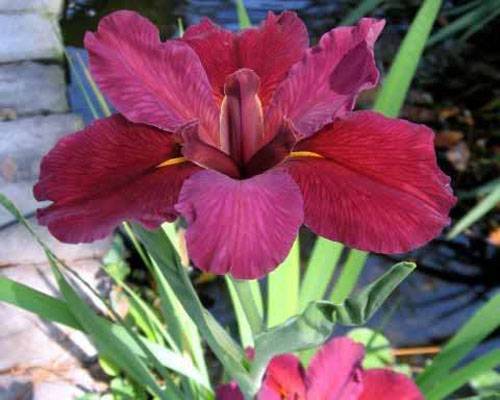 Iris louisiana 'Red Velvet Elvis'