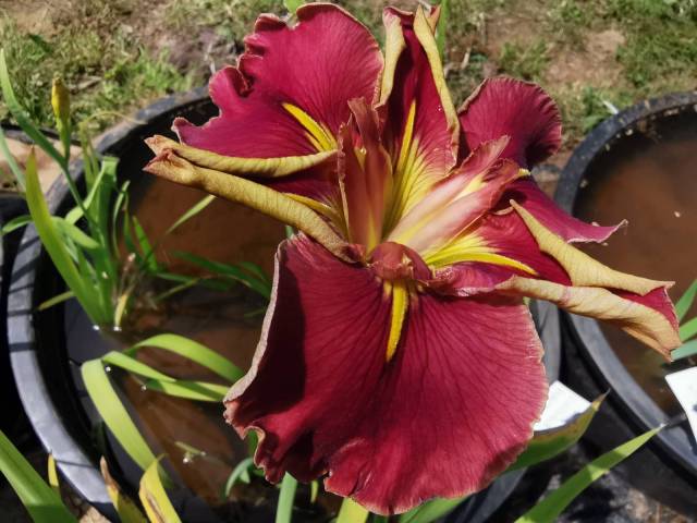 Iris louisiana 'Red Velvet Elvis'