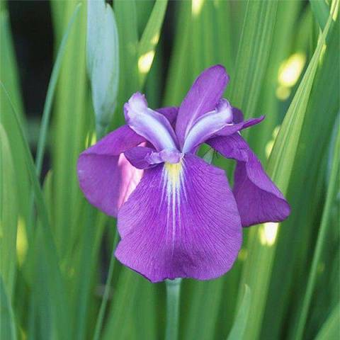 Iris ensata 'Yezo Nishiki' 1 litre