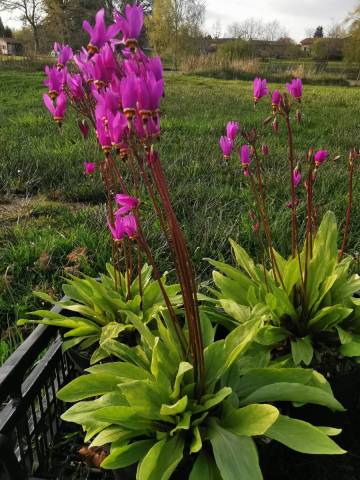 Dodecatheon meadia