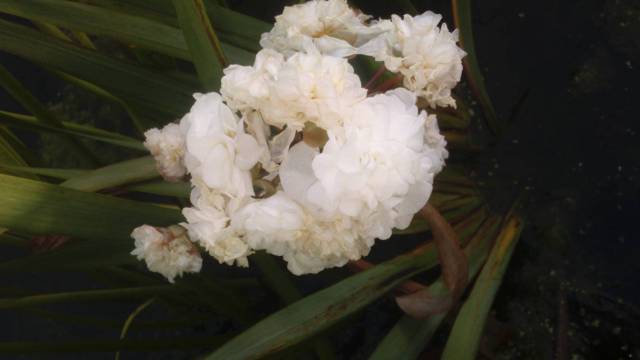 Sagittaria japonica 'Flore Pleno'