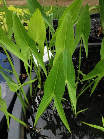 Sagittaria sagittifolia