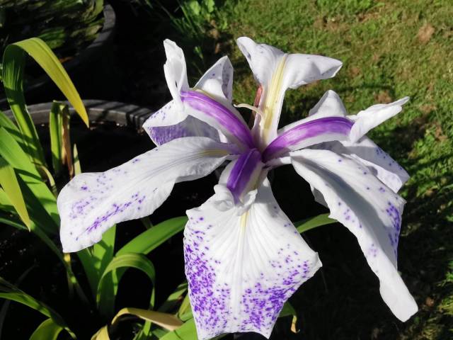 Iris laevigata 'Mottled Beauty'