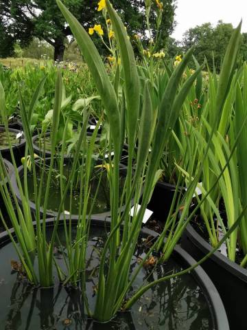 Sagittaria lancifolia