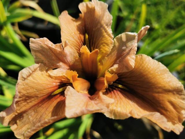 Iris louisiana 'Bayou Buckskin'