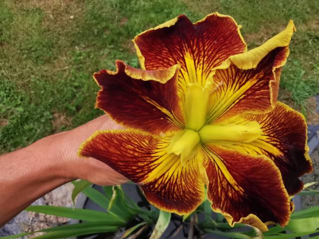 Iris louisiana 'Cajun Sunrise'