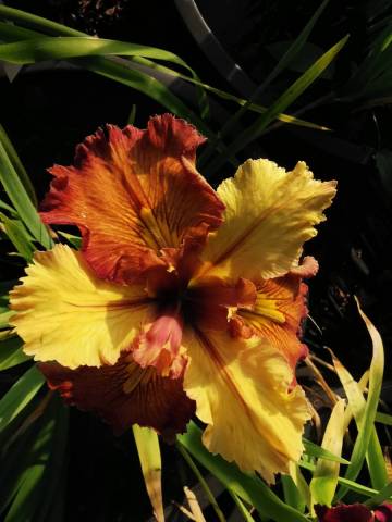Iris louisiana 'Rooster'