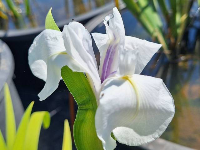 Iris laevigata 'Snowdrift'