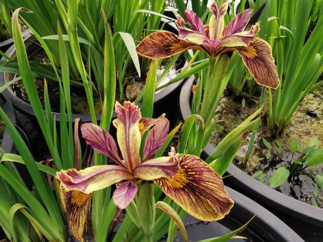 Iris pseudacorus 'Holden Clough'