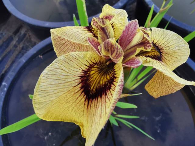 Iris pseudata 'Roryu'