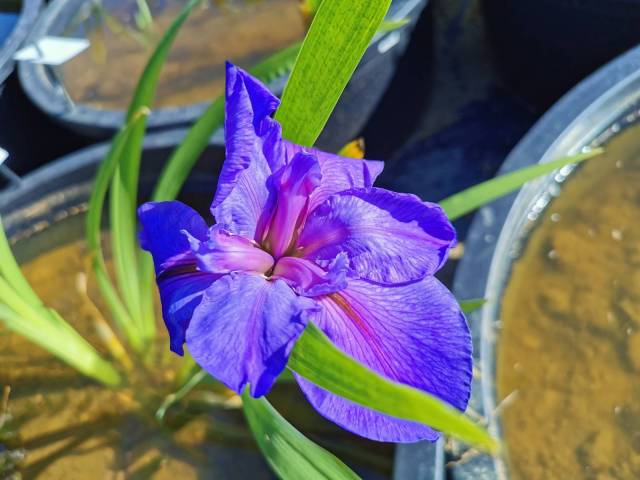 Iris louisiana 'Capri'