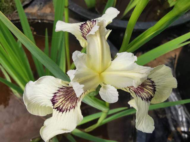 Iris pseudacorus 'Sushi'