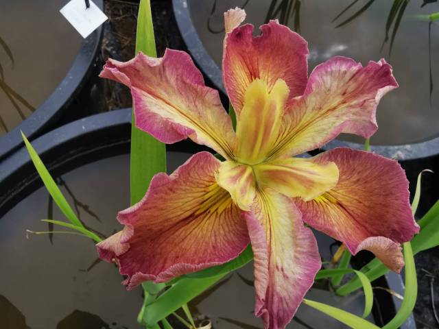 Iris louisiana 'Ann Hordern'