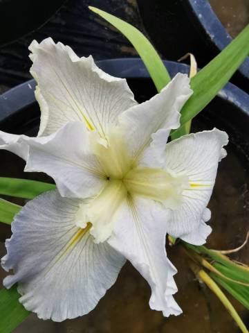 Iris louisiana 'Waihi Wedding'